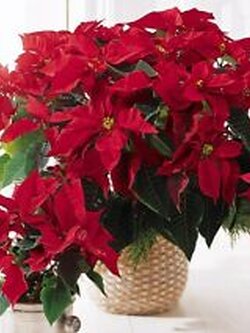 คริสต์มาส (Poinsettia) ใบแดง / 100 เม็ด