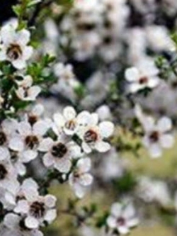 มานูก้า (Manuka) ขาว / 100 เม็ด (Australia)