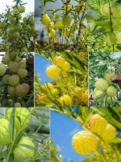 สวอนแพลนท์ / หงส์เหิร / บอลลูน ฟรุต / 10 เม็ด (Portugal)