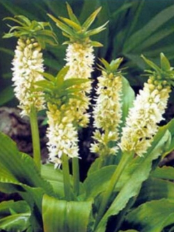 ลิลลี่สับปะรด (Pineapple Lily) / 5 เม็ด (UK)