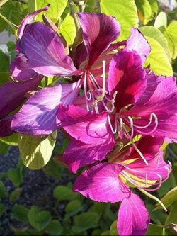 ต้นชงโคฮอลแลนด์ (S) สูง 20-30 ซ.ม. / ต้น