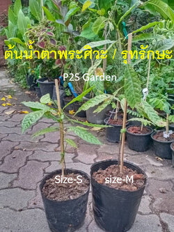 ต้นน้ำตาพระศิวะ รุทรักษะ (Rudraksha) สูง 40-50 ซ.ม. ไม้มงคล เสริมสิริมงคล หายาก