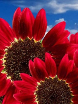 ทานตะวัน ดอกสีแดง (Sunflower red) / 30 เม็ด