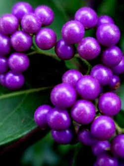 อเมริกัน บิวตี้เบอรี่ (American Beautyberry) สีม่วง / 10 เม็ด (USA)
