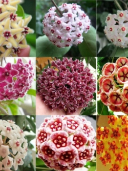 โฮย่า (Hoya) คละ / 300 เม็ด