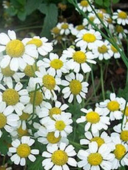 เยอรมัน คาโมมายล์ (German Chamomile) / 2 กรัม (UK)*