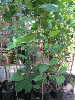 ต้นหม่อน (Mulberry) ถุงดำ สูง 40-60 ซ.ม. / ต้น