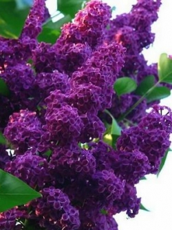 ไลแลคญี่ปุ่น (Japanese Lilac) สีม่วงเข้ม / 50 เม็ด (นอก)