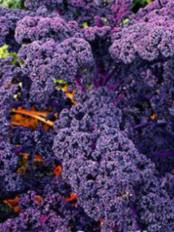 เคล (Scarlet Kale / Borecole) / 800 เม็ด (UK)