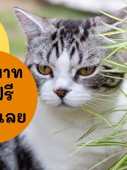 ไผ่เงิน แมวกินได้ ใบลายสวยเหมาะประดับบ้าน