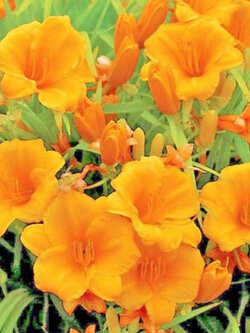 เดย์ลิลี่ สีส้ม (Orange Stella De Oro Daylily) / 10 เม็ด (USA)
