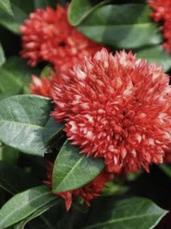 ต้นเข็มพิกุล หรือเข็มหนู ดอกสีแดง กระถาง 8 นิ้ว สูง 30-50 ซ.ม.