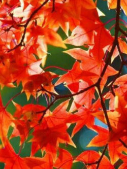 เมเปิ้ลญี่ปุ่น Itaya Kaede / 20 เม็ด