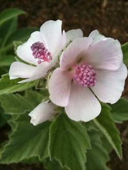 มาร์ชแมลโลว์ (Marshmallow) / 25 เม็ด (Hungary)