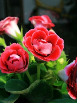 แอฟริกันไวโอเล็ต (African violet) สีแดง / 100 เม็ด (นอก)