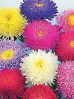 แอสเตอร์ ปริ้นซิลี่ (Aster Princely) คละ / 450 เม็ด (UK)