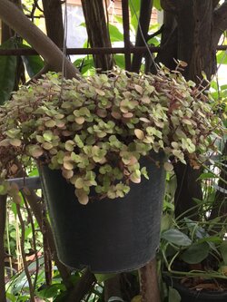 ต้นริบบิ้นชาลี กระถาง 8 นิ้ว / กระถาง