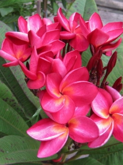 ต้นลีลาวดี แดงสยาม กระถาง 15 นิ้ว สูง 80-100 ซ.ม. / ต้น