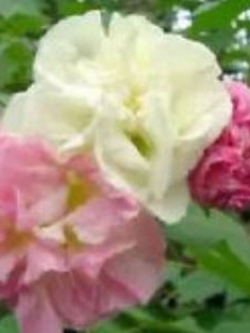 ต้นพุดตาน (Cotton rose / Confederate rose) / ต้น (ถุงดำ)