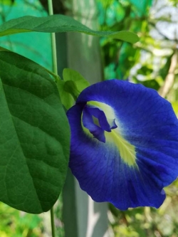 อัญชัน สีน้ำเงินเข้ม (พันธุ์ดาหลา) / 10 เม็ด (P2S)