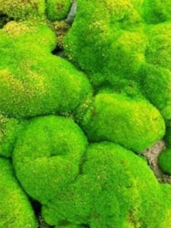 มอสส์เขียว (Green Moss) / 500 เม็ด