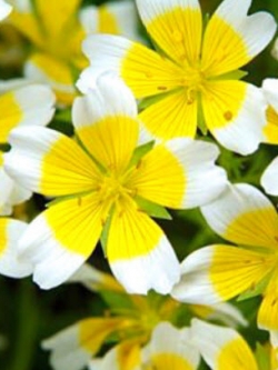 ดอกไข่ดาว (Poached Egg Plant) / 500 เม็ด (UK)*