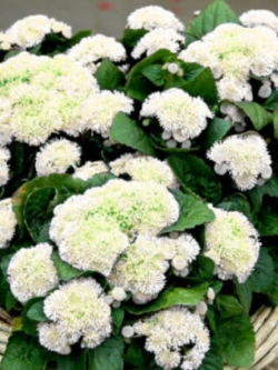 อะเจอราตุ้ม (Ageratum) ขาว / 2,000 เม็ด (UK)