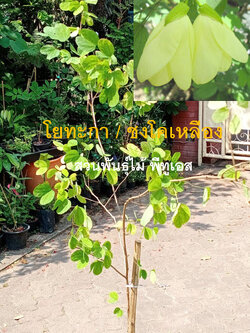 ต้นโยทะกา หรือชงโคเหลือง ต้นใหญ่ สูง 150-170 ซ.ม. หายาก