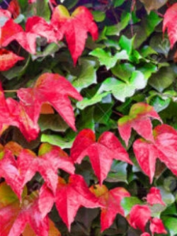 ไอวี่ สีแดง (Japanese Creeper Ivy) สีแดง / 45 เม็ด (UK)