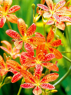 ว่านหางช้าง หรือแบล๊คเบอร์รี่ ลิลี่ (Blackberry Lily) / 12 เม็ด (UK)