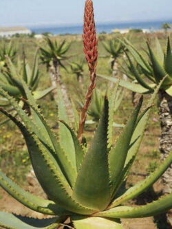 ว่านหางจระเข้ Krantz / 10 เม็ด (Portugal)