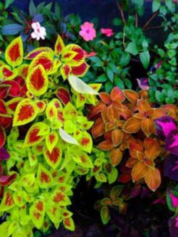 ฤาษีผสม แฟนซี (Coleus - Rainbow Masterblend) / 30 เม็ด (UK)