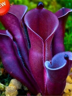 หม้อข้าวหม้อแกงลิง (Nepenthes) คละ / 100 เม็ด (Russia)