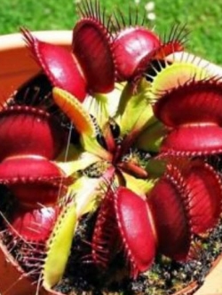 กาบหอยแครงยักษ์ (Giant Venus Flytrap) สีแดง / 2,000 เม็ด