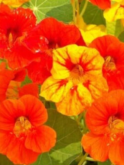 แนสเตอเตียม เอ้าท์ออฟอัฟริกา (Nasturtium - Out of Africa) คละ / 80 เม็ด (UK)