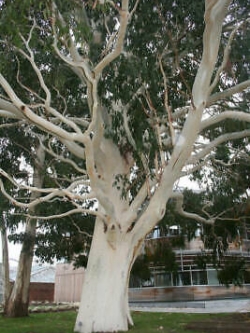 ยูคาลิปตัสขาว (Mountain White Gum) / 400 เม็ด (Portugal)