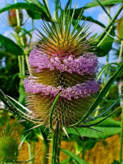 ทีเซลป่า (Wild Teasel) / 800 เม็ด (UK)