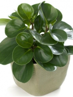 เปปเปอร์โรเมีย ใบมน (Peperomia - Melon leaves) / 100 เม็ด (นอก)