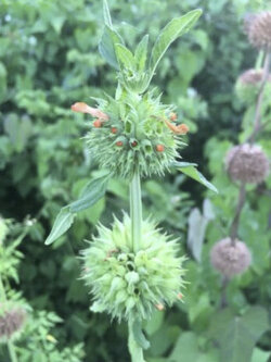 ฉัตรพระอินทร์ (Pompon Soldat / Leonotis nepetifolia) / 10 เม็ด (Guadeloupe)*