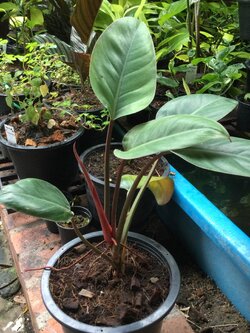 ต้นฟิโล เรด คองโก (Red Congo Philo) กระถาง 10 นิ้ว