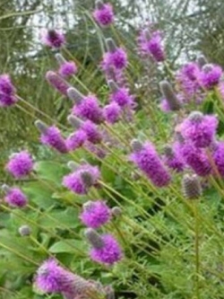 แพรรี่ โคลเวอร์ (Prairie Clover) สีม่วง / 500 เม็ด (USA)
