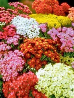 อชิเลีย (Achillea) คละ / 2,500 เม็ด (Serbia)