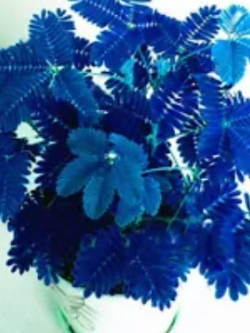 ไมยราบ (Bashful grass) ใบสีน้ำเงิน / 15 เม็ด (นอก)