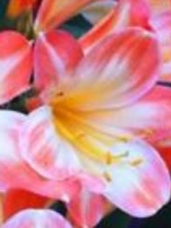 คลิเวีย (Clivia) ชมพู / 5 เม็ด (นอก)