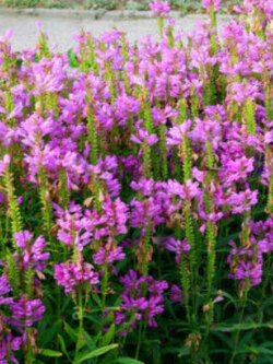 โอบีเดียนซ์ (Obedience/ Physostegia) สีชมพู / 35 เม็ด (UK)