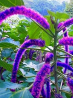 หางกระรอกแดง (Chenille plant) สีน้ำเงิน+ม่วง / 100 เม็ด