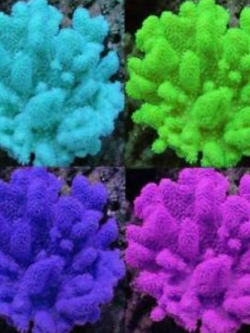 Water Grass คละสี / 1,000 เม็ด (นอก)