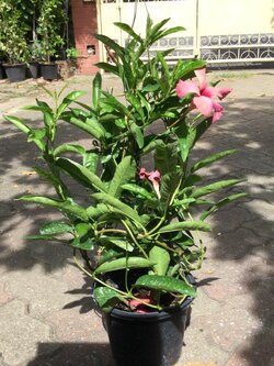 ต้นอมรเบิกฟ้า (Rose Dipladenia) สีชมพู / ต้น