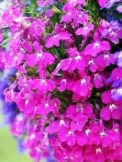 โลบีเลียเลื้อย สีแดง (Lobelia Riviera Rose) / 3,200 เม็ด (Poland)