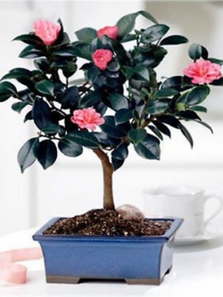 ชาเขียวจีนบอนไซ (Chinese Green Tea) / 10 เม็ด